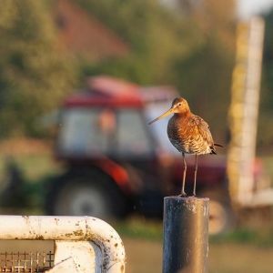 Vlijmende landschapspijn